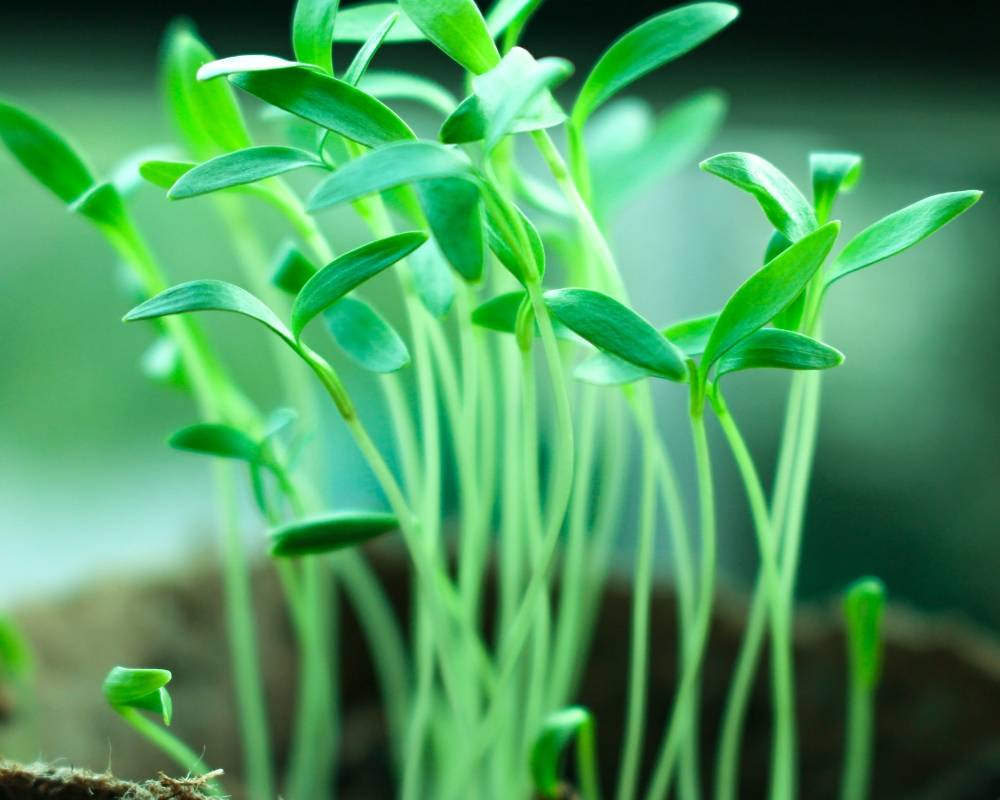 merita sa cumparam produse organice?